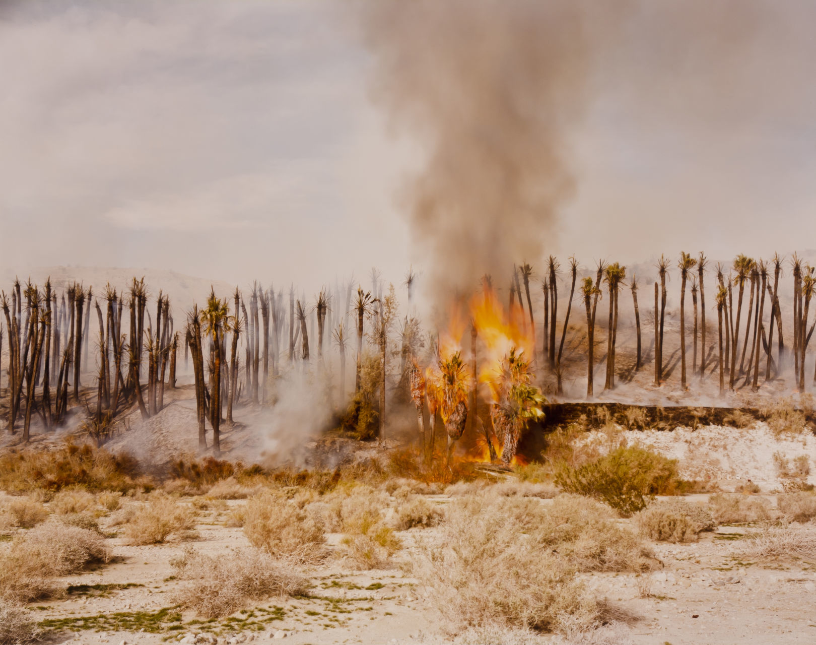 Desert Fire #1, Burning Palms